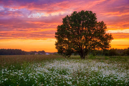 Lonely tree in summer field under sunset sky. Nature backgroundの写真素材