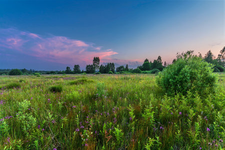 Landscape with coloful sunset in summer fieldの写真素材