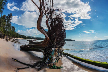 Dead tree trunk on tropical beach. Nai Yang beach. Phuket. Thailandの写真素材