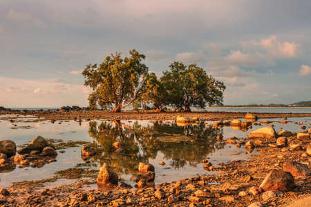 Tropical beach in ebb time in sunset lightsの写真素材
