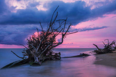Ðld wood snag on tropical beach at beautiful sunset. Nature background. Nai Yang beach. Phuket. Thailandの写真素材