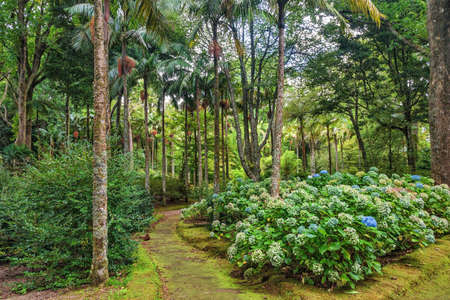 Enchanting Terra Nostra Botanical Garden in Furnas, Sao Miguel Island, Azores, Portugalの写真素材