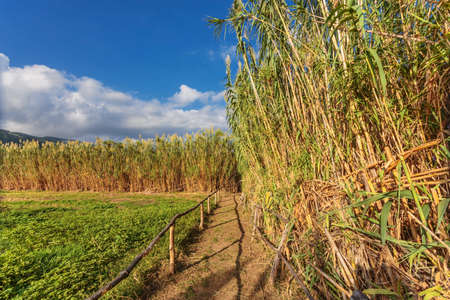 A path along a field surrounded by reed beds. Sao Miguel island, Azores, Portugalの写真素材