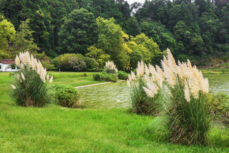 Landscape of Furnas lake. Sao Miguel Island, Azores, Portugalの写真素材