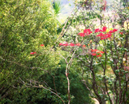 Enchanting Terra Nostra Botanical Garden in Furnas, Sao Miguel Island, Azores, Portugalの写真素材