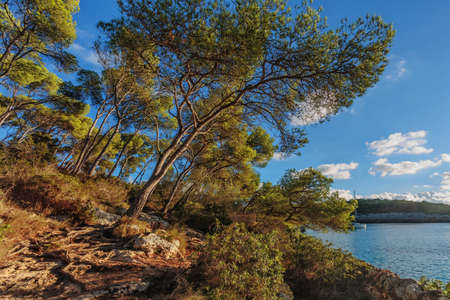Trees on the slope of mountain against the blue sky. Mallorca island, Spain Mediterranean Sea, Balearic Islands.の写真素材