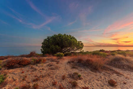 Landscape with solitary tree on the sand dune with seaview in sunset time. Andalusia. Spainの写真素材