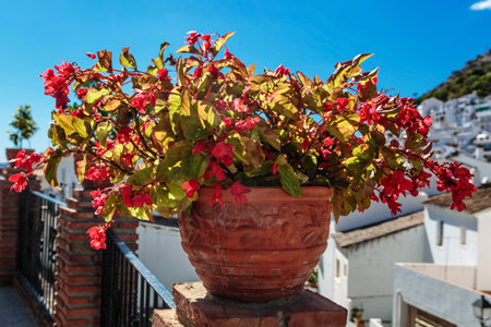 Pot with flowers on the table on the balconyの写真素材