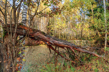 Calm river in the forest in sunny dayの写真素材