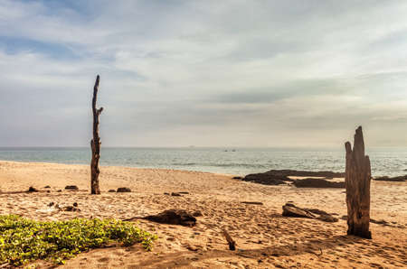 Dead treees on sea shore after ebb in sunset light. Thailandの写真素材