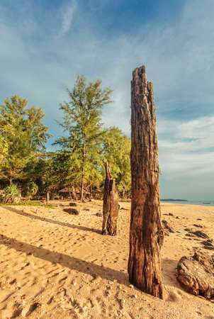 Dead treees on sea shore after ebb in sunset light. Thailandの写真素材