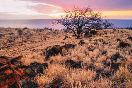 Colorful sunset around field and ocean. Big island. Hawaii