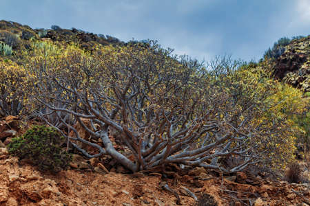 Bush of Sweet tabaiba plant (Euphorbia balsamÃ­fera) on the slope of the mountain. Tenerife island, Spainの写真素材