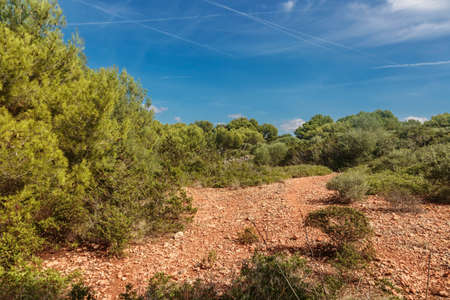path in the forest on a sunny day in Mallorca. Balearic islands. Spainの写真素材