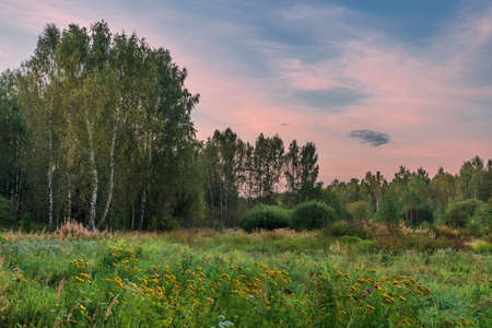 Landscape with coloful sunset in summer field with flowersの写真素材