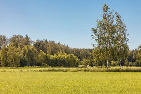 Green summer field in sunny day under blue sky. Nature backgroundの写真素材