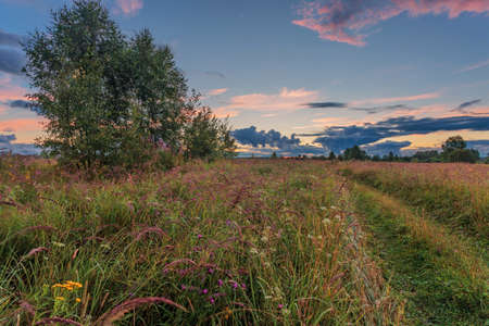Path in a summer field in sunset time. Nature backgroundの写真素材