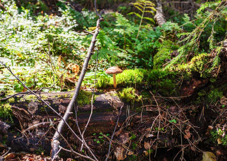 toadstool grows on a rotten tree in the forest in sunshine. Nature backgroundの写真素材