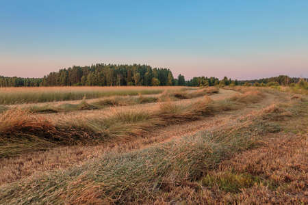 Path in a summer field in sunset time. Nature backgroundの写真素材