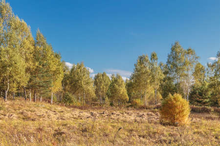 Autumn landscape, bush and trees on a meadow with dry grassの写真素材