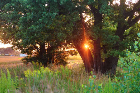 Lonely tree in summer field against sunset. Nature backgroundの写真素材