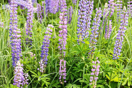 Wild Lupine with pods growing in the field. Nature backgroundの写真素材
