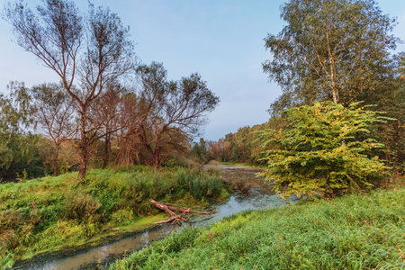 autumnal river near the forest in gloomy weatherの写真素材