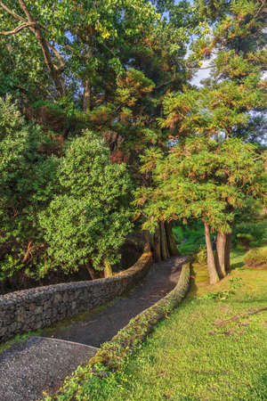 Path in Azorean forest with blue hydrangea flowers and rich green rainforest vegetation in Sao Miguel island, Azores, Portugalの写真素材