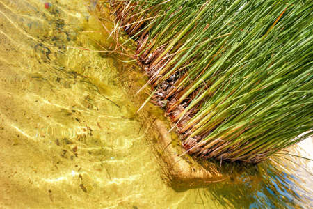 green grass in crystal clear water in sunshineの写真素材