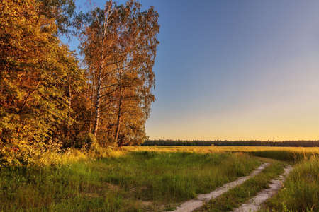 Path in a summer field in sunset light. Nature backgroundの写真素材