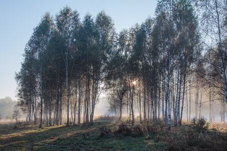 Foggy autumnal landscape at sunrise time. Nature backgroundの写真素材