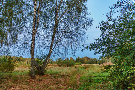 Landscape of evening summer field with trees. Nature backgroundの写真素材