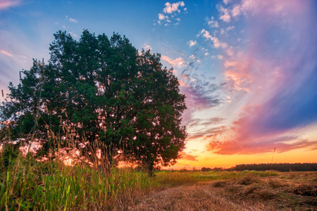 Lonely tree in summer field at sunset. Nature backgroundの写真素材