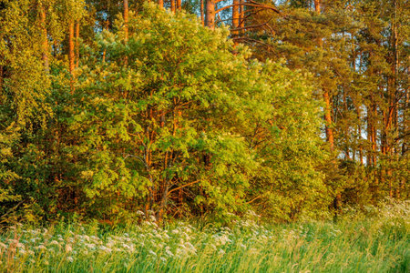 Scenic forest of fresh green deciduous trees framed by leaves in sun lightsの写真素材