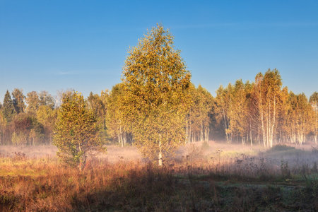 Foggy autumnal landscape at sunrise time. Nature backgroundの写真素材
