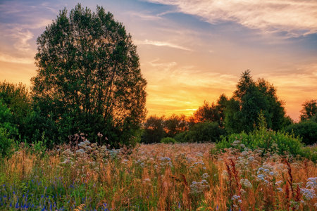 Landscape with coloful sunset in summer field with flowersの写真素材