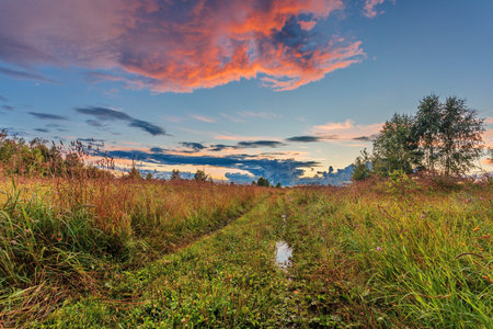 Path in a summer field in sunset light. Nature backgroundの写真素材