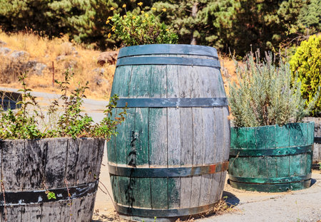 A grouping of old antique oak barrels as pots with a variety of flowers and plants  in the background outdoors on a patioの写真素材
