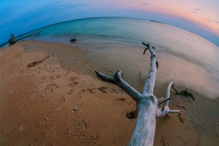 Dead tree trunk on tropical beach at sunset timeの写真素材