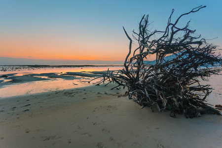 Dead tree trunk on tropical beach at sunset timeの写真素材