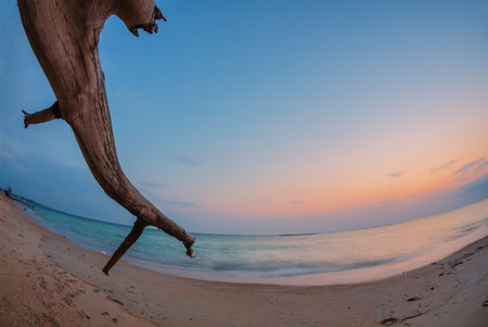Dead tree trunk on tropical beach at sunset timeの写真素材