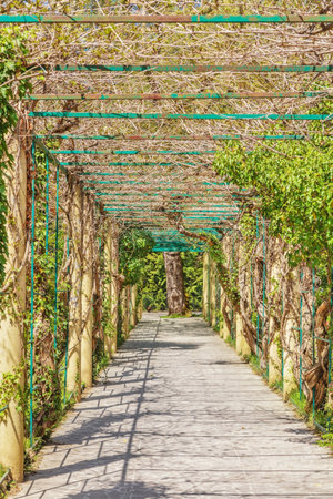 Arch in the arboretum in sunlight, Sochi, Russiaの写真素材
