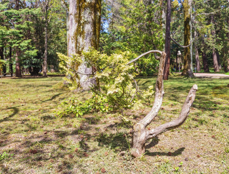 A small crooked coniferous tree in the sunlight in the arboretum. Sochi. Russiaの写真素材