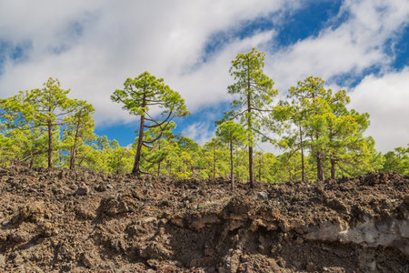 pine grove in Teide National Park, Tenerife, Canary Islands, Spainの写真素材