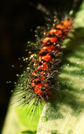 Red worm