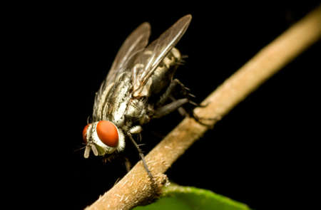Fly