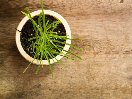 Succulent or Cactus in pot, wooden background, top viewの写真素材