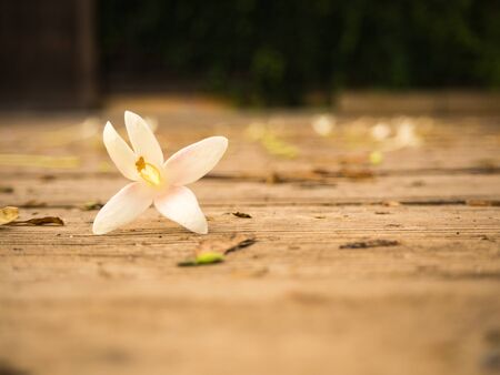 flowerの写真素材