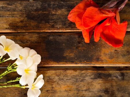 Red Canna and Plumeria flower on wooden backgroundの写真素材