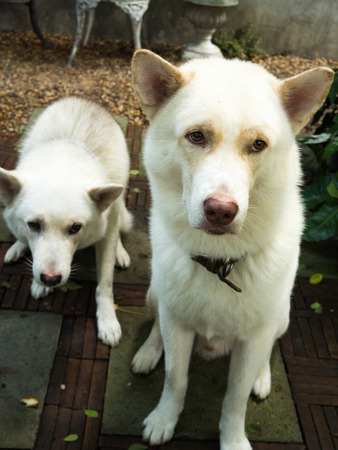 Dog in the gardenの写真素材